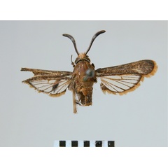 /filer/webapps/moths/media/images/A/aurociliata_Melittia_HT__SNHM.jpg