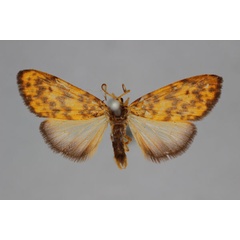 /filer/webapps/moths/media/images/E/erythrias_Asura_A_BMNH.jpg