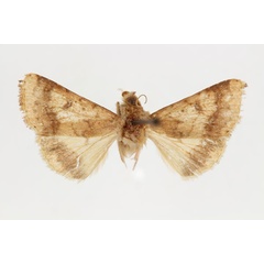 /filer/webapps/moths/media/images/A/afra_Helicoverpa_PT_RMCA_02.jpg