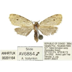 /filer/webapps/moths/media/images/E/exilisioides_Siccia_PTM_ANHRT.jpg