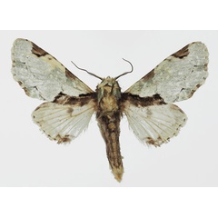 /filer/webapps/moths/media/images/B/berenice_Thiacidas_AM_Basquin_01.jpg