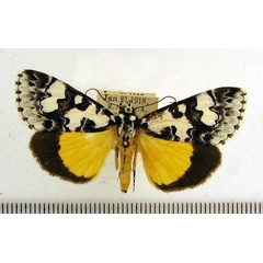 /filer/webapps/moths/media/images/C/confluens_Paraegocera_A_HDOU_02.jpg