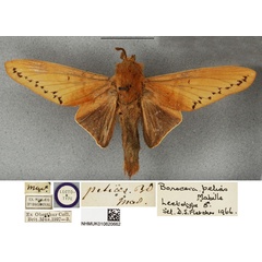 /filer/webapps/moths/media/images/P/pelias_Borocera_LT_BMNH.jpg