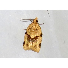 /filer/webapps/moths/media/images/P/prona_Clepsis_A_Braun_05.jpg