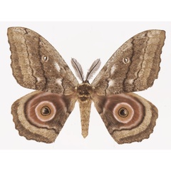 /filer/webapps/moths/media/images/T/terrali_Gynanisa_AM_Basquina.jpg