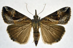Hypena commixtalis