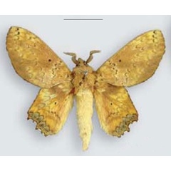 /filer/webapps/moths/media/images/A/arnoldi_Opisthodontia_HT_MfN.jpg