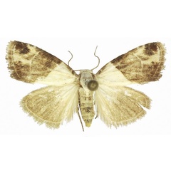 /filer/webapps/moths/media/images/S/semialba_Leucobaeta_AF_ANHRT.jpg