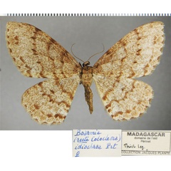 /filer/webapps/moths/media/images/I/idiochroa_Hypomecis_AF_ZSM.jpg