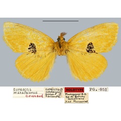 /filer/webapps/moths/media/images/M/mahafalensis_Euproctis_HT_MNHN.jpg