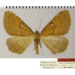 /filer/webapps/moths/media/images/Q/quadrisecta_Orthonama_PTF_ZSM.jpg