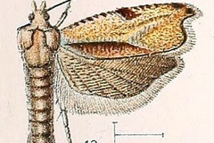 Ancylis falcata