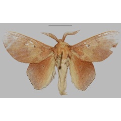 /filer/webapps/moths/media/images/N/niniae_Sonitha_HT_NHMO.jpg