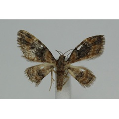 /filer/webapps/moths/media/images/P/palaearctica_Pasiphila_A_JMonks_01.jpg