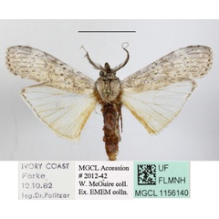 /filer/webapps/moths/media/images/C/congruata_Archistilbia_A_MGCLa_02.JPG