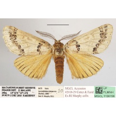 /filer/webapps/moths/media/images/L/latipennis_Phalera_A_MGCLa_01.JPG