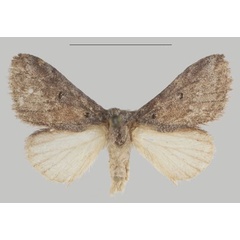 /filer/webapps/moths/media/images/S/sophia_Auripluvia_PTM_USTTB_01.jpg