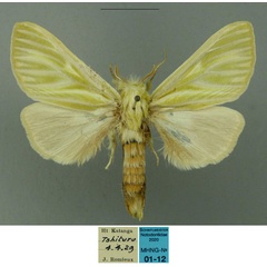 /filer/webapps/moths/media/images/G/galbina_Antheua_PTM_MHNG.jpg