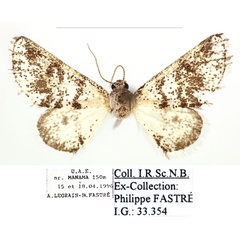 /filer/webapps/moths/media/images/B/baloutschistana_Isturgia_A_RBINS.jpg