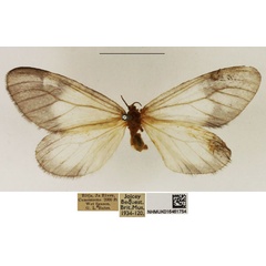 /filer/webapps/moths/media/images/A/albabasis_Staphylinochrous_A_NHMUK_03.jpg