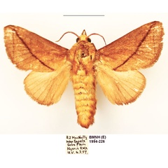 /filer/webapps/moths/media/images/T/transversata_Barilla_AM_BMNH_02.jpg