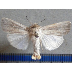 /filer/webapps/moths/media/images/P/punctulata_Leucania_A_Goff.jpg