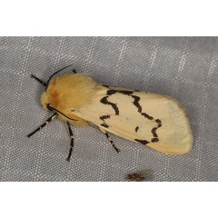 /filer/webapps/moths/media/images/B/butti_Leucaloa_A_Heyns_01.JPG