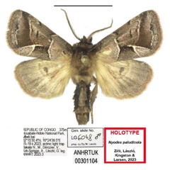 /filer/webapps/moths/media/images/P/paludicola_Nyodes_HT_ANHRT.jpg