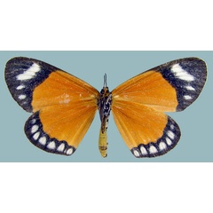 /filer/webapps/moths/media/images/V/vicina_Aletis_AF_Staudeb.jpg