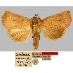 /filer/webapps/moths/media/images/T/torpens_Caradrina_HT_MNHN.jpg