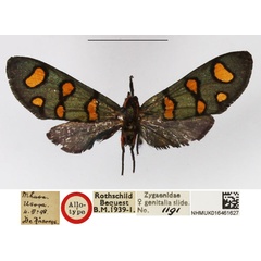 /filer/webapps/moths/media/images/P/poecila_Arniocera_AT_NHMUK.jpg