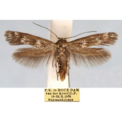 /filer/webapps/moths/media/images/C/coffeella_Haploscythris_HT_TMSA_YTrUmql.jpg