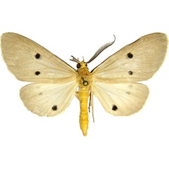 /filer/webapps/moths/media/images/G/guttivaga_Soloella_AM_MCJM.jpg