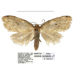 /filer/webapps/moths/media/images/C/capriolina_Spatulosia_PTM_ANHRT.jpg