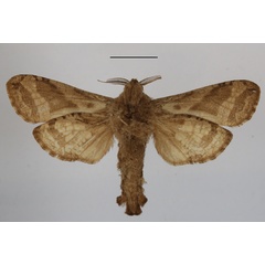 /filer/webapps/moths/media/images/K/kilimanjarensis_Oreocossus_AM_MGCLb_01.JPG