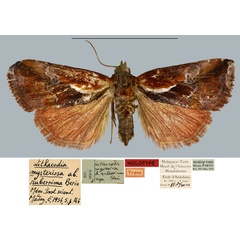 /filer/webapps/moths/media/images/R/ruberrima_Lithacodia_HT_MNHN.jpg