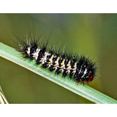 /filer/webapps/moths/media/images/F/flavidus_Afrospilarctia_C_Roland_01.jpg