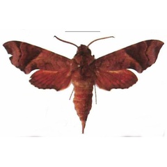 /filer/webapps/moths/media/images/I/iapygoides_Temnora_AM_EMEM_02.jpg