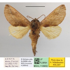 /filer/webapps/moths/media/images/F/fuscinota_Scalmicauda_A_MGCLa_01.JPG