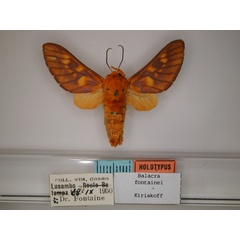 /filer/webapps/moths/media/images/F/fontainei_Balacra_HT_RMCA_01.jpg