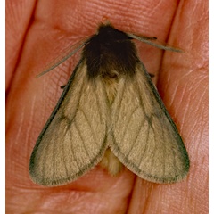 /filer/webapps/moths/media/images/J/jansei_Metarctia_A_Roland_01.jpg