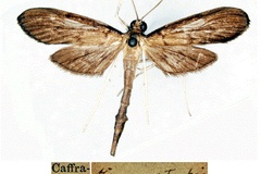Hymenoptychis sordida