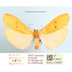 /filer/webapps/moths/media/images/D/distigmata_Cragia_A_MGCLa_02.JPG