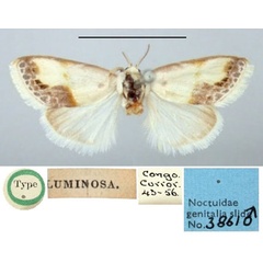 /filer/webapps/moths/media/images/L/luminosa_Negeta_AM_BMNH.jpg