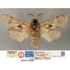 /filer/webapps/moths/media/images/P/pavidus_Cossus_HT_BMNH.jpg