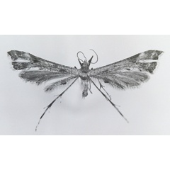 /filer/webapps/moths/media/images/G/grisea_Platyptilia_HT_MNHN.jpg