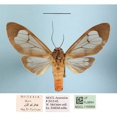 /filer/webapps/moths/media/images/M/metasarca_Amerila_A_MGCLa_02.jpg