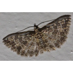 /filer/webapps/moths/media/images/S/spicifera_Alucita_A_Riddell.jpg