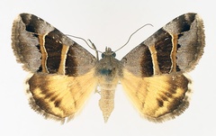 /filer/webapps/moths/media/images/E/euclidioides_Grammodes_AF_TMSA_02.jpg