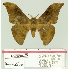 /filer/webapps/moths/media/images/B/bimaculatum_Orthogonioptilum_AM_Basquin.jpg